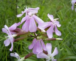 Mydlice lékařská