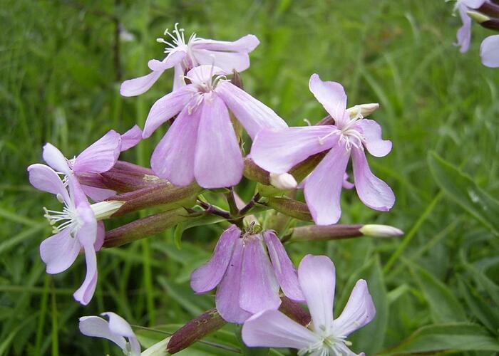 Mydlice lékařská - Saponaria officinalis