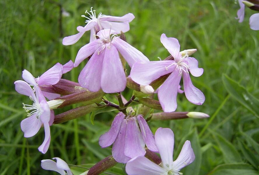 Mydlice lékařská - Saponaria officinalis