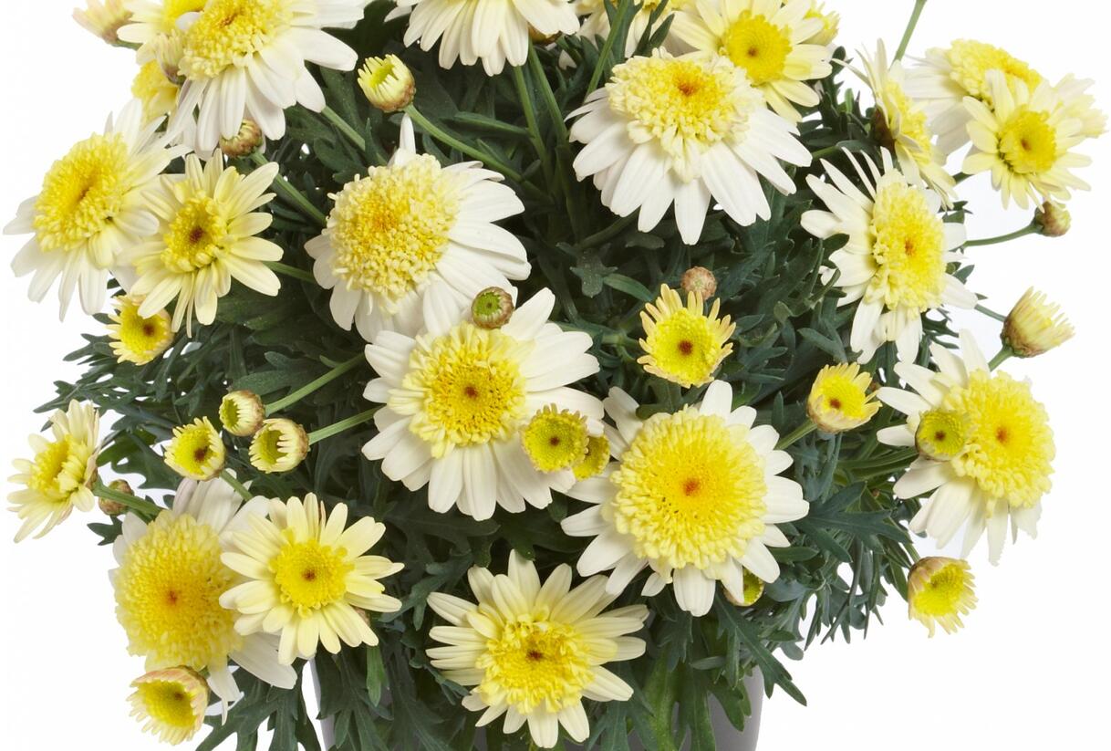 Kopretina pařížská 'Aramis Semi Double Lemon' - Argyranthemum frutescens 'Aramis Semi Double Lemon'