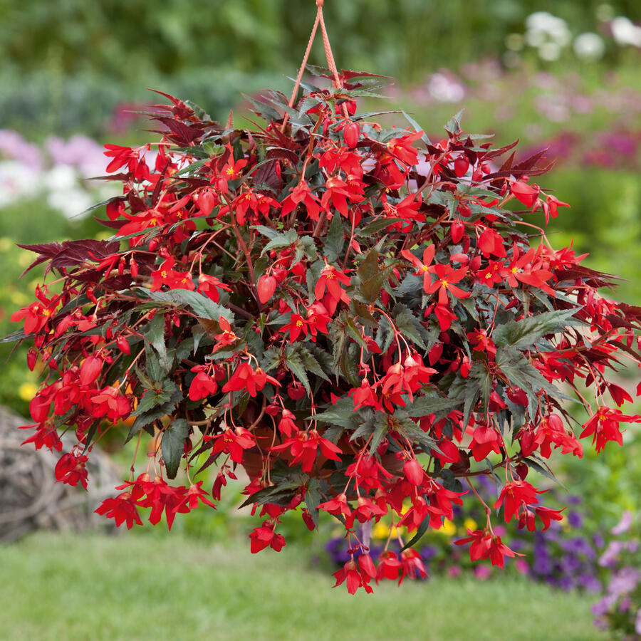 Begónie bolívijská 'Bellavista Dark Leaf Red' - Begonia boliviensis 'Bellavista Dark Leaf Red'