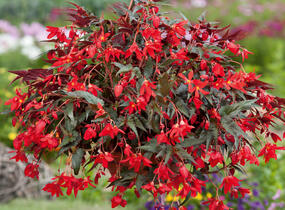 Begónie bolívijská 'Bellavista Dark Leaf Red' - Begonia boliviensis 'Bellavista Dark Leaf Red'