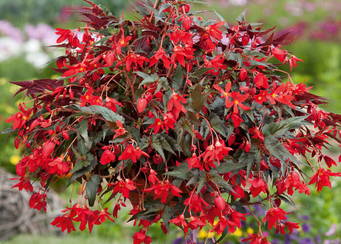 Begónie bolívijská 'Bellavista Dark Leaf Red' - Begonia boliviensis 'Bellavista Dark Leaf Red'