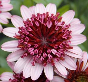 Dvoutvárka 'Erato Double Rose' - Osteospermum ecklonis 'Erato Double Rose'