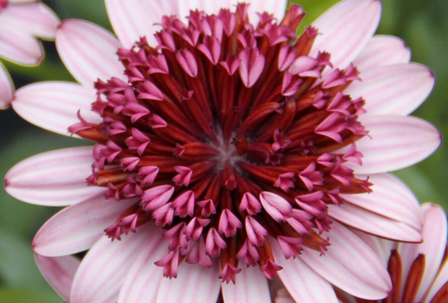 Dvoutvárka 'Erato Double Rose' - Osteospermum ecklonis 'Erato Double Rose'