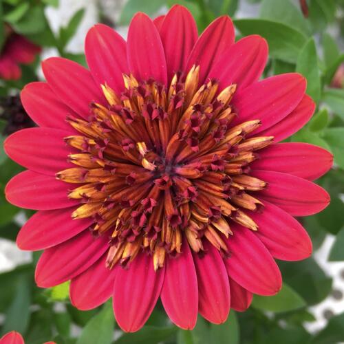 Dvoutvárka 'Erato Double Red' - Osteospermum ecklonis 'Erato Double Red'