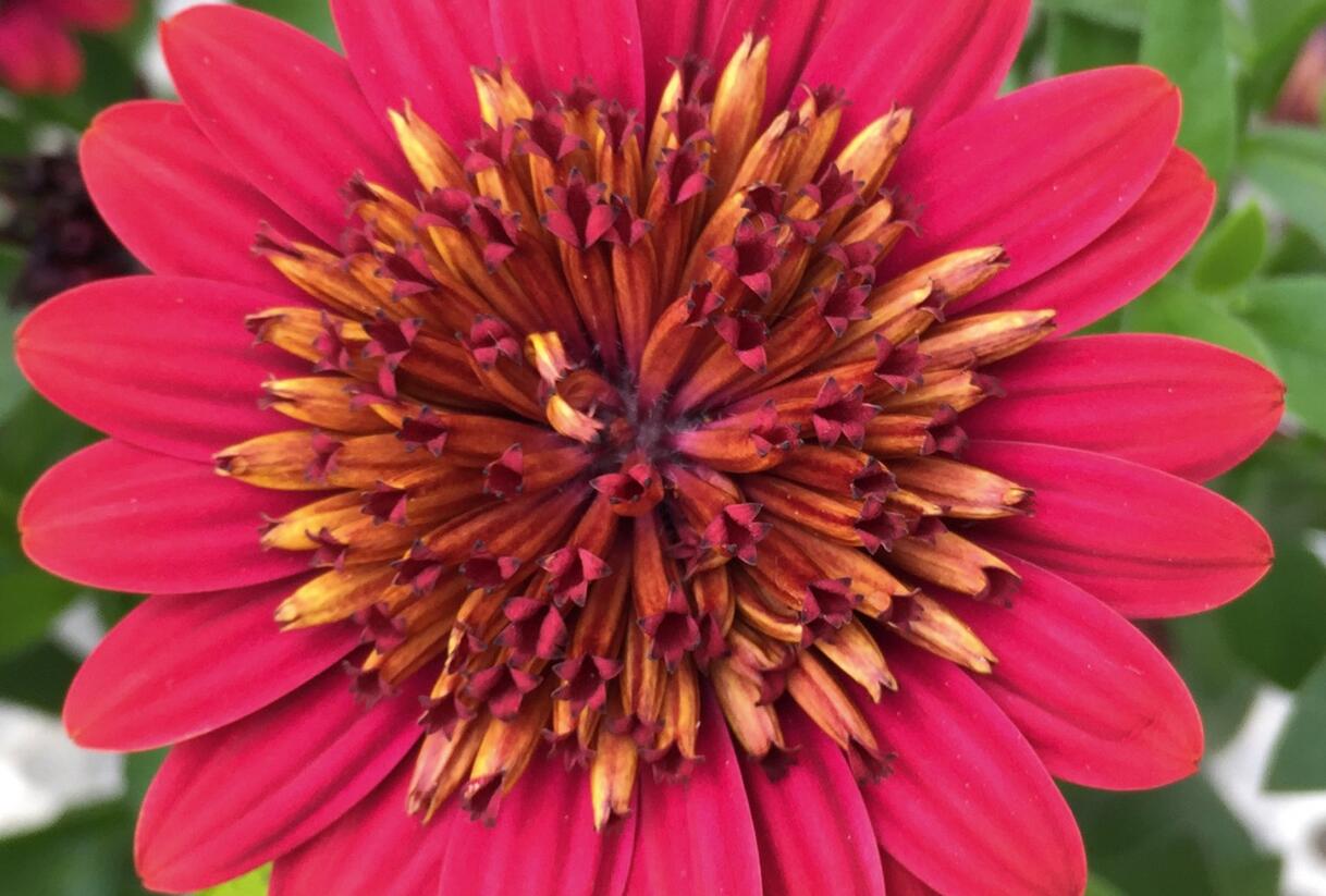Dvoutvárka 'Erato Double Red' - Osteospermum ecklonis 'Erato Double Red'