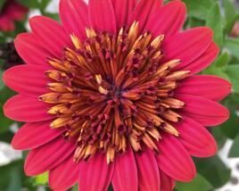 Dvoutvárka 'Erato Double Red'