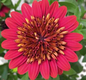 Dvoutvárka 'Erato Double Red' - Osteospermum ecklonis 'Erato Double Red'