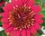 Dvoutvárka 'Erato Double Red'
