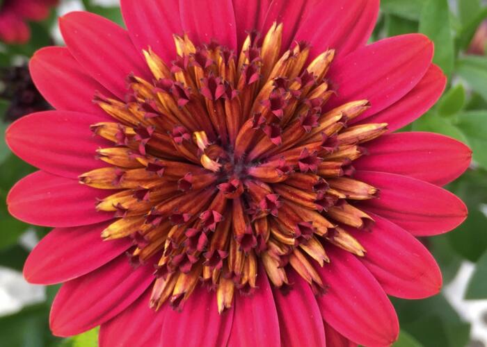Dvoutvárka 'Erato Double Red' - Osteospermum ecklonis 'Erato Double Red'