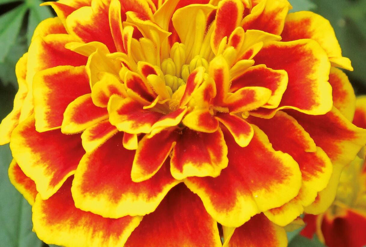 Aksamitník rozkladitý, afrikán 'Texana Bee' - Tagetes patula 'Texana Bee'
