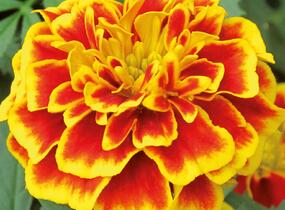 Aksamitník rozkladitý, afrikán 'Texana Bee' - Tagetes patula 'Texana Bee'