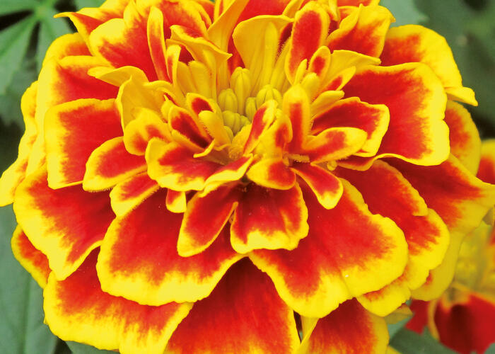 Aksamitník rozkladitý, afrikán 'Texana Bee' - Tagetes patula 'Texana Bee'