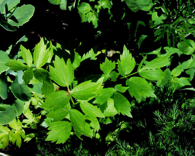 Libeček lékařský - Levisticum officinale