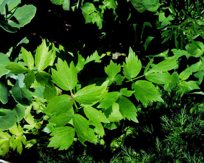 Libeček lékařský - Levisticum officinale