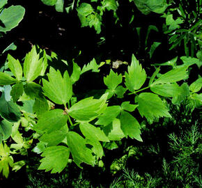 Libeček lékařský - Levisticum officinale