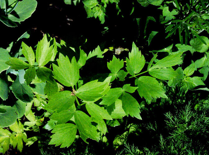 Libeček lékařský - Levisticum officinale