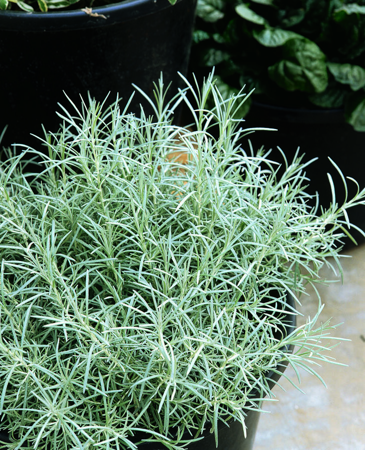 Smil italský 'Silvery White' - Helichrysum italicum 'Silvery White'
