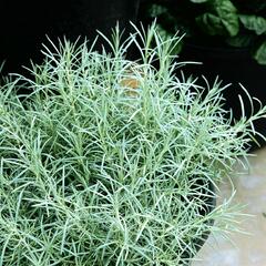 Smil italský 'Silvery White' - Helichrysum italicum 'Silvery White'