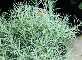 Smil italský 'Silvery White' - Helichrysum italicum 'Silvery White'