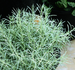 Smil italský 'Silvery White' - Helichrysum italicum 'Silvery White'