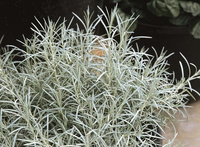 Smil italský 'Silvery White' - Helichrysum italicum 'Silvery White'