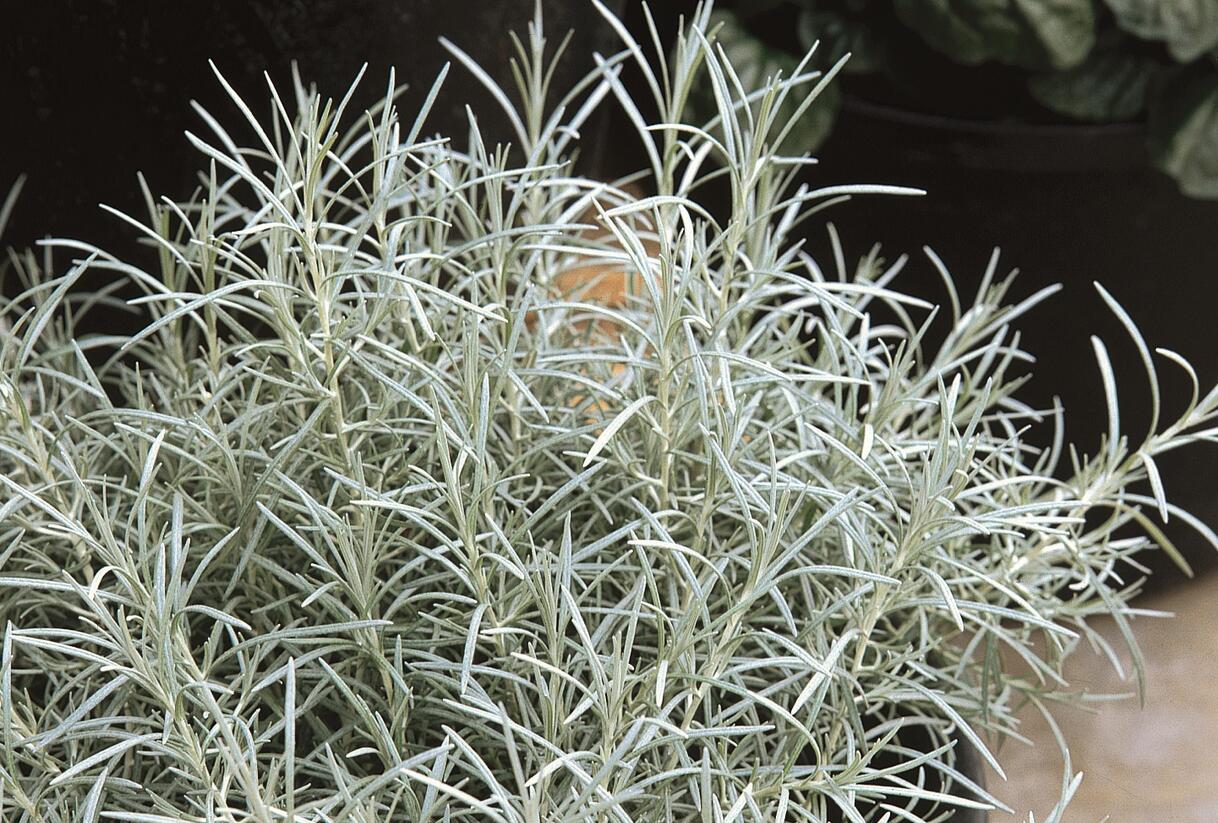Smil italský 'Silvery White' - Helichrysum italicum 'Silvery White'