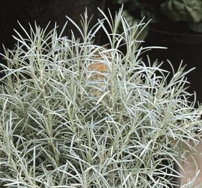 Smil italský 'Silvery White' - Helichrysum italicum 'Silvery White'