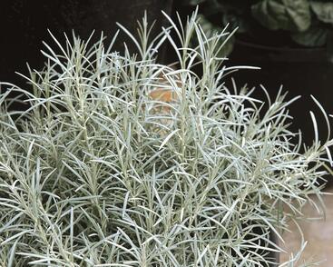 Smil italský 'Silvery White'