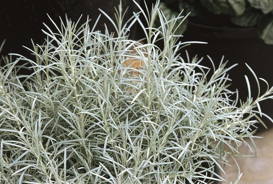 Smil italský 'Silvery White' - Helichrysum italicum 'Silvery White'