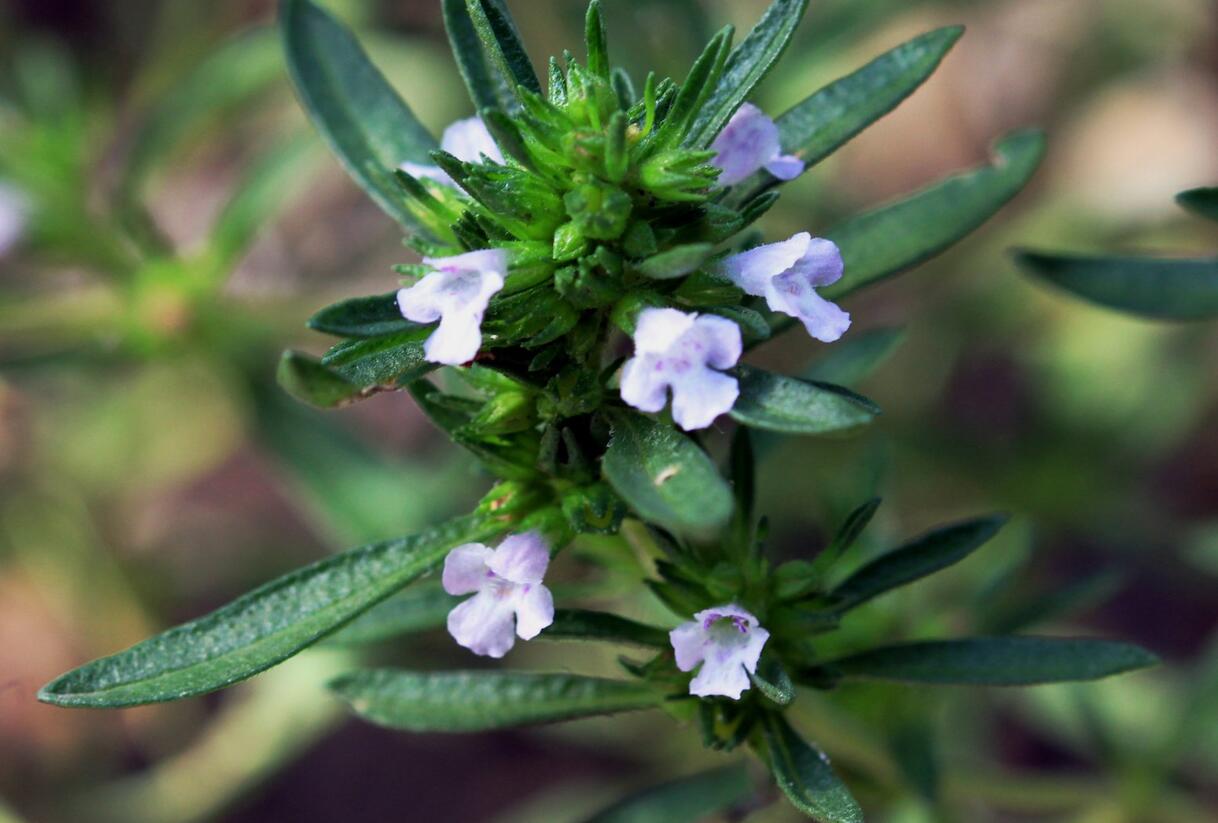 Saturejka zahradní - Satureja hortensis