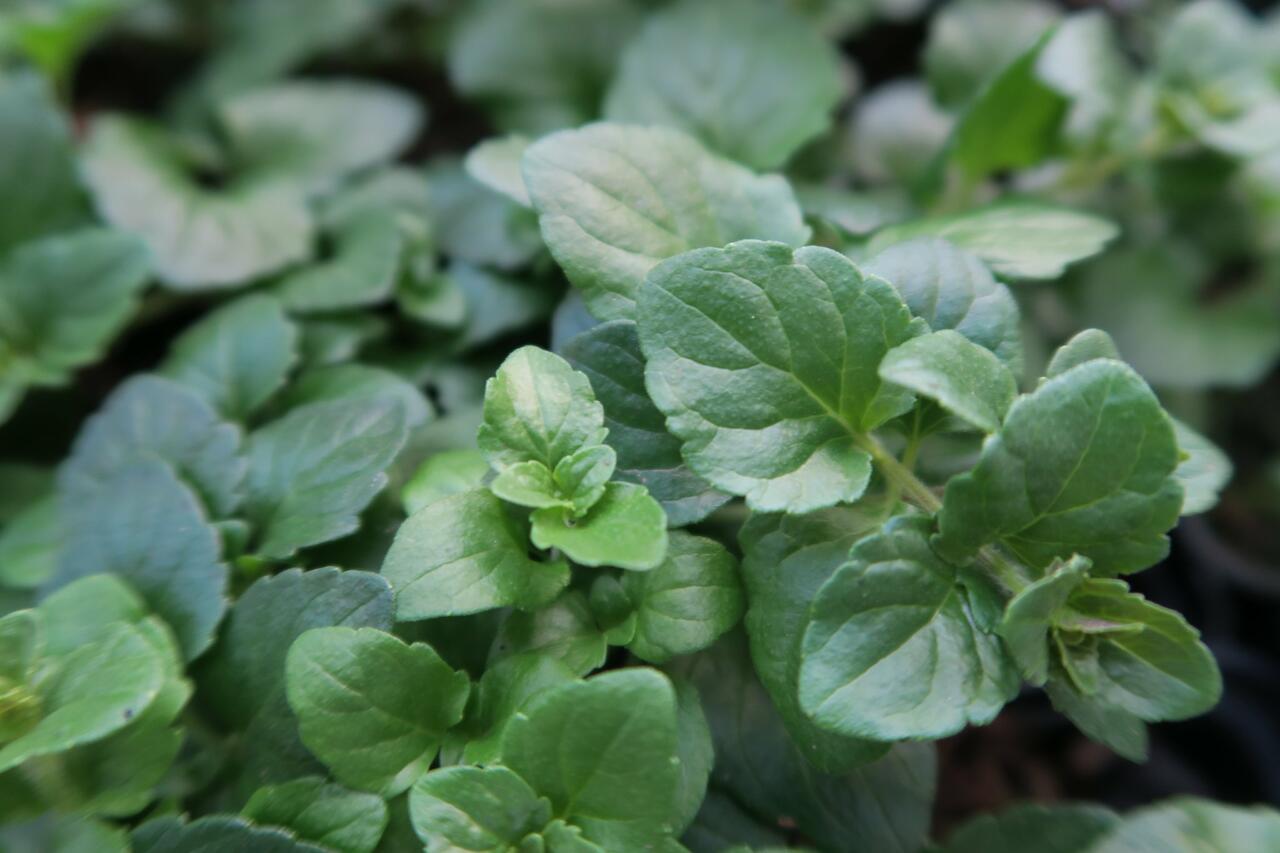 Indiánská máta 'Indian Mint' Satureja douglasii 'Indian Mint