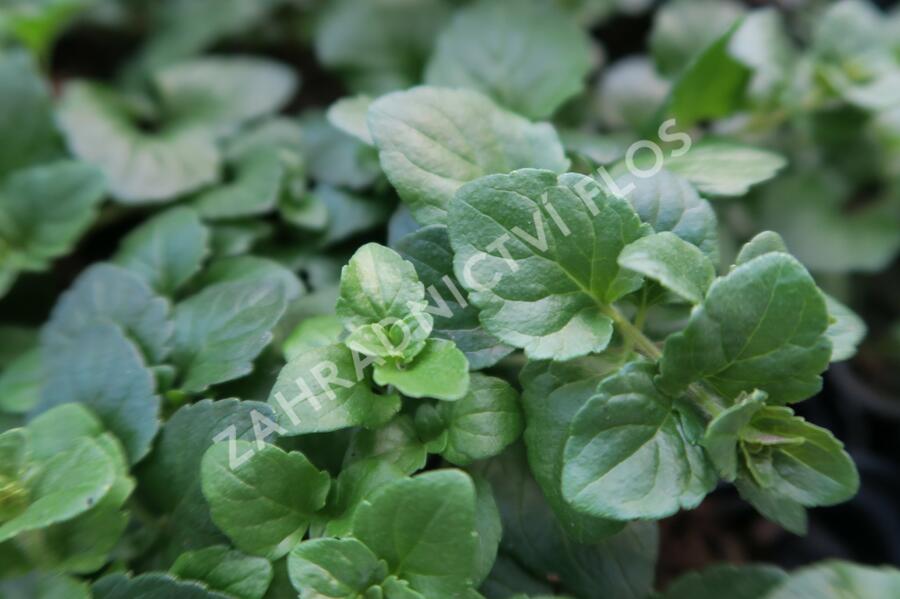 Indiánská máta 'Indian Mint' - Satureja douglasii 'Indian Mint'