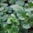 Indiánská máta 'Indian Mint' - Satureja douglasii 'Indian Mint'