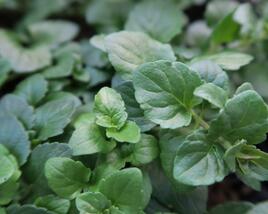 Indiánská máta 'Indian Mint'