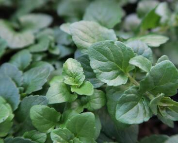 Indiánská máta 'Indian Mint'