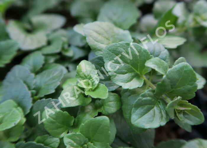 Indiánská máta 'Indian Mint' - Satureja douglasii 'Indian Mint'
