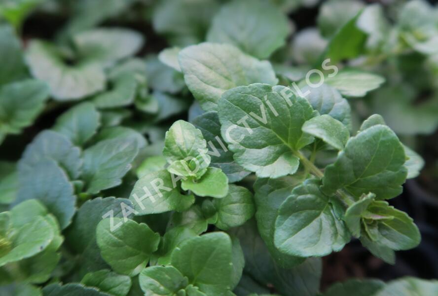 Indiánská máta 'Indian Mint' - Satureja douglasii 'Indian Mint'