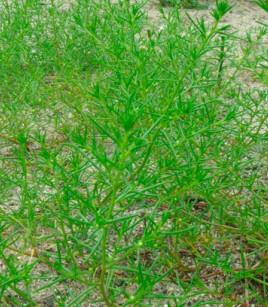 Slanobýl 'Osaka', zemská řasa - Salsola komarovii 'Osaka'
