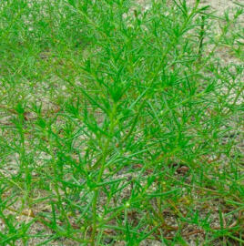 Slanobýl 'Osaka', zemská řasa - Salsola komarovii 'Osaka'