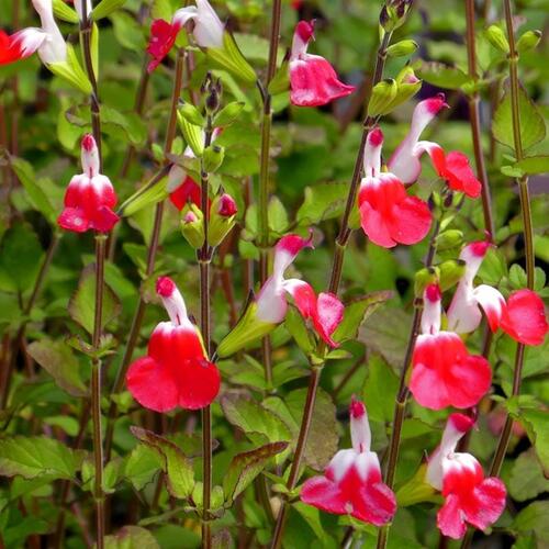 Šalvěj 'Hot Lips' - Salvia greggii 'Hot Lips'