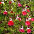 Šalvěj 'Hot Lips' - Salvia greggii 'Hot Lips'