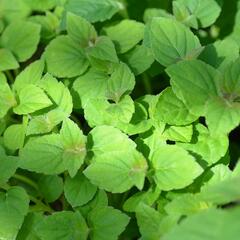 Šalvěj 'Zitronensalbei' - Salvia elegans 'Zitronensalbei'