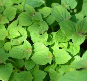 Šalvěj 'Zitronensalbei' - Salvia elegans 'Zitronensalbei'