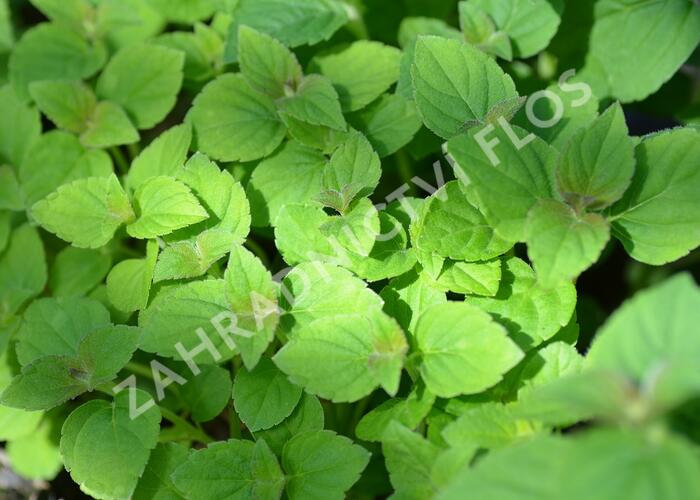Šalvěj 'Zitronensalbei' - Salvia elegans 'Zitronensalbei'
