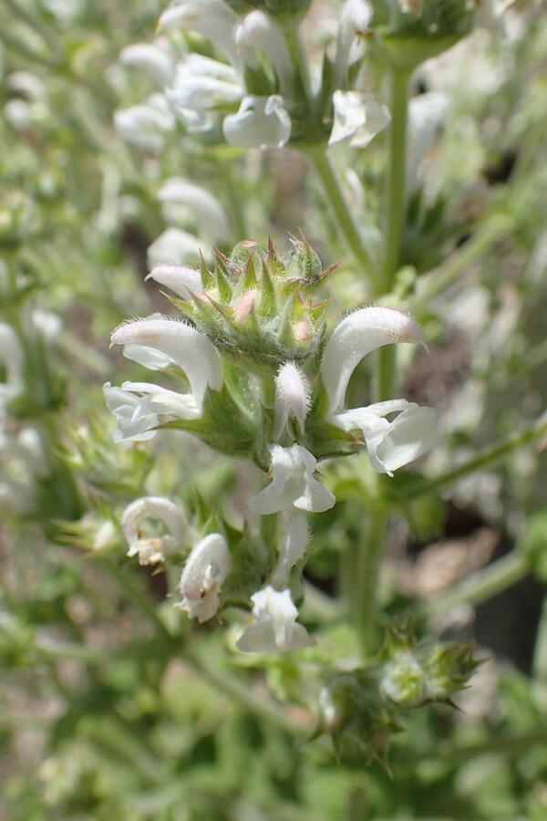 Šalvěj etiopská - Salvia aethiopis