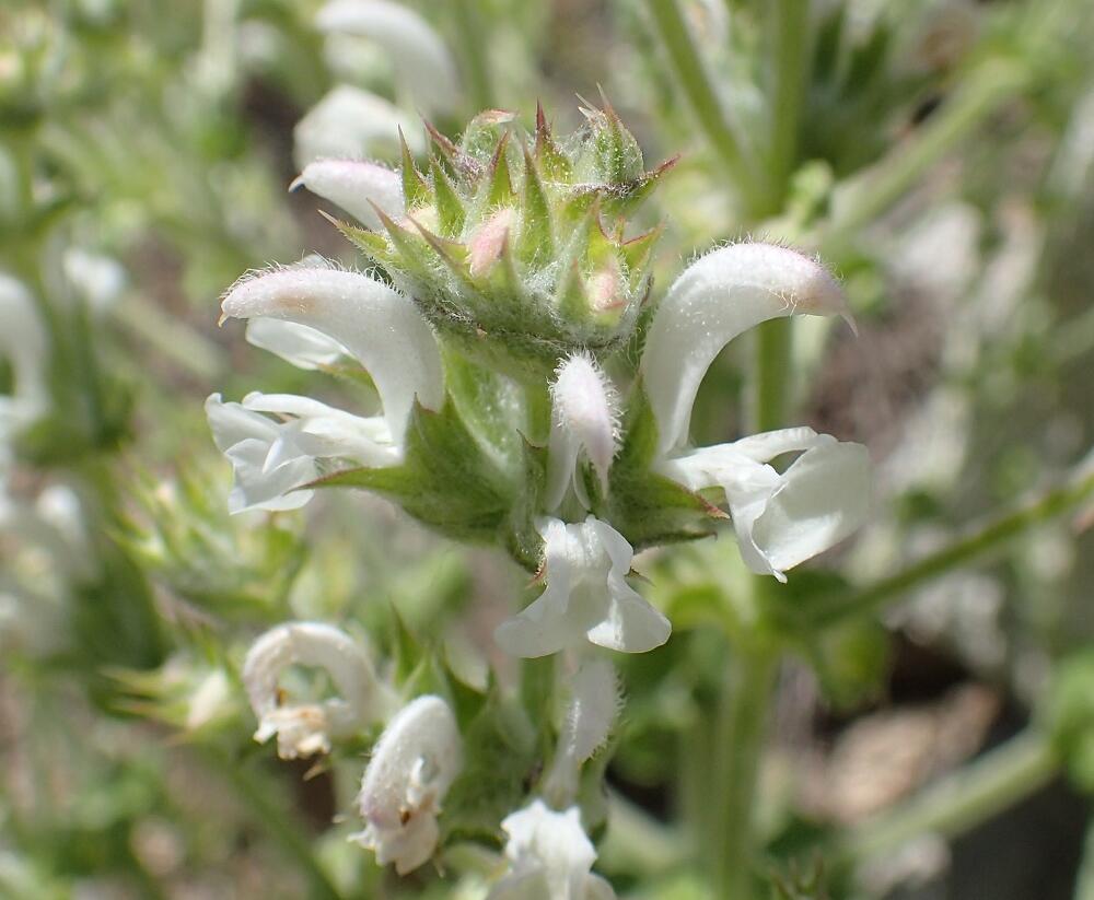 Šalvěj etiopská - Salvia aethiopis