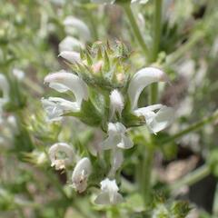 Šalvěj etiopská - Salvia aethiopis