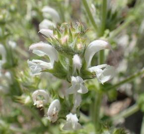 Šalvěj etiopská - Salvia aethiopis